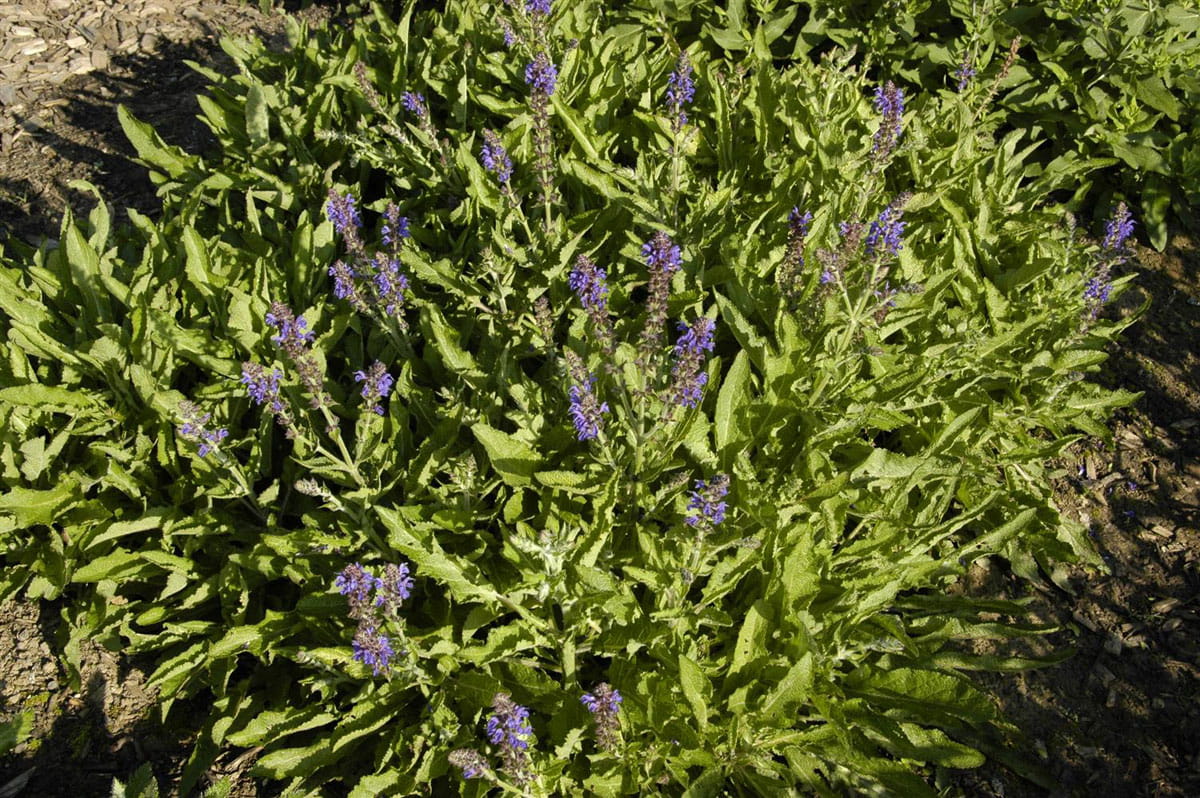 Blüten-Salbei 'Rügen' • Salvia nemorosa 'Rügen'