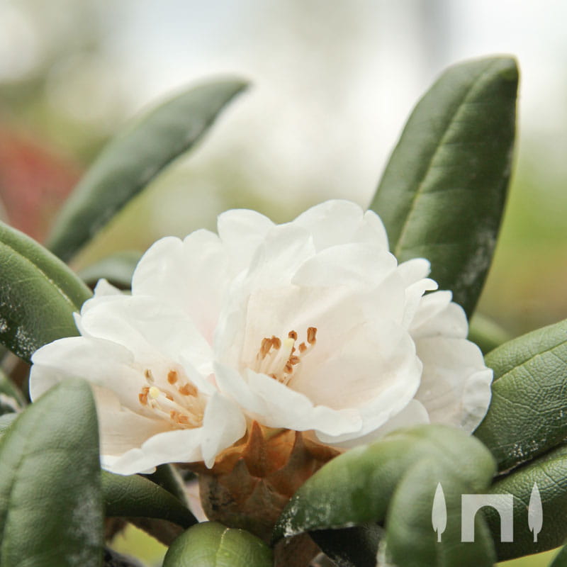 Rhododendron 'Schneekissen' • Rhododendron yakushimanum 'Schneekissen' Ansicht 2