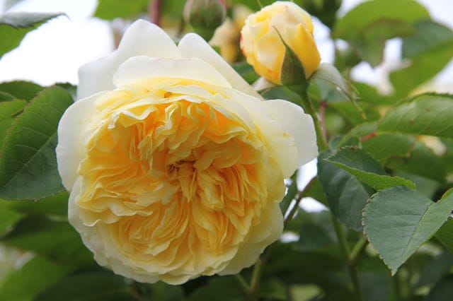 Englische Rose 'The Pilgrim' • Rosa 'The Pilgrim' Containerware 10-Liter Container Ansicht 3