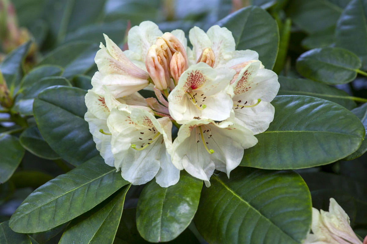 Rhododendron 'Goldbukett' • Rhododendron Hybride 'Goldbukett' Ansicht 1