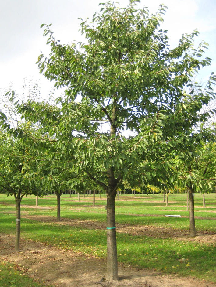 Süßkirsche 'Hedelfinger Riesenkirsche' • Prunus avium 'Hedelfinger Riesenkirsche' Ansicht 5