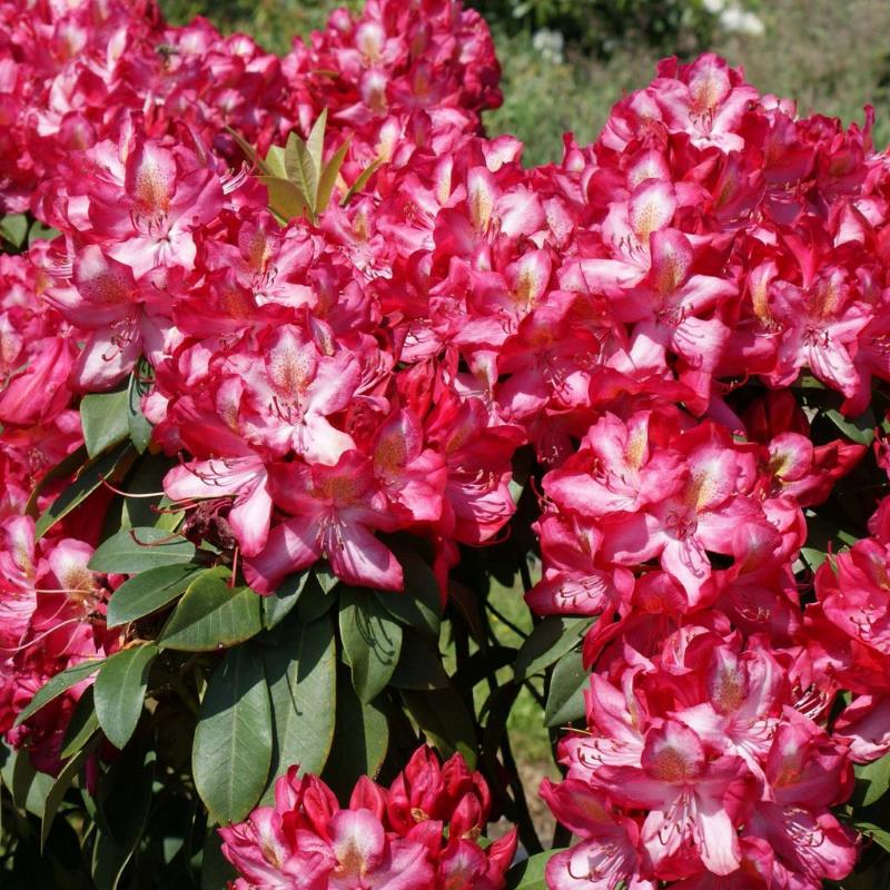 Rhododendron 'Junifeuer' • Rhododendron Hybride 'Junifeuer' Ansicht 4