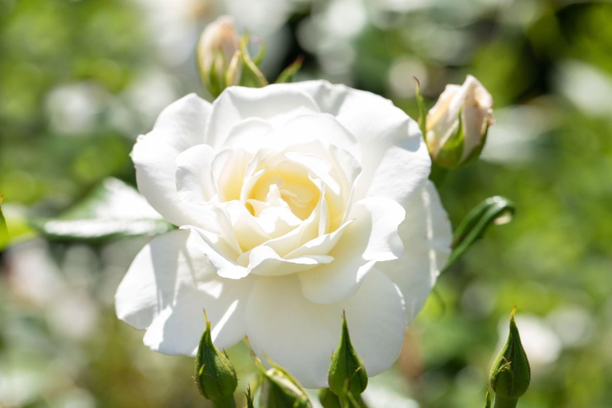 Edelrose 'Annapurna' • Rosa 'Annapurna' Ansicht 4