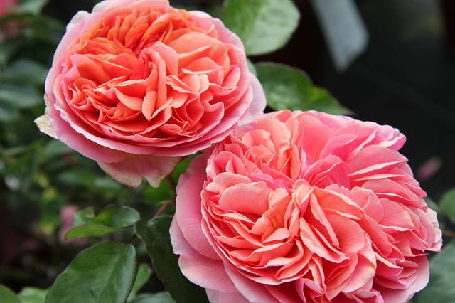 Edelrose 'Chippendale' • Rosa 'Chippendale'