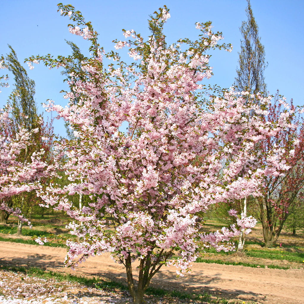Frühe Zierkirsche 'Accolade' • Prunus subhirtella 'Accolade' Ansicht 7