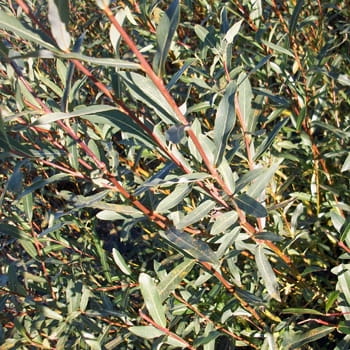 Purpurweide • Salix purpurea Ansicht 1