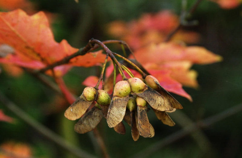 Zuckerahorn • Acer saccharum Ansicht 2