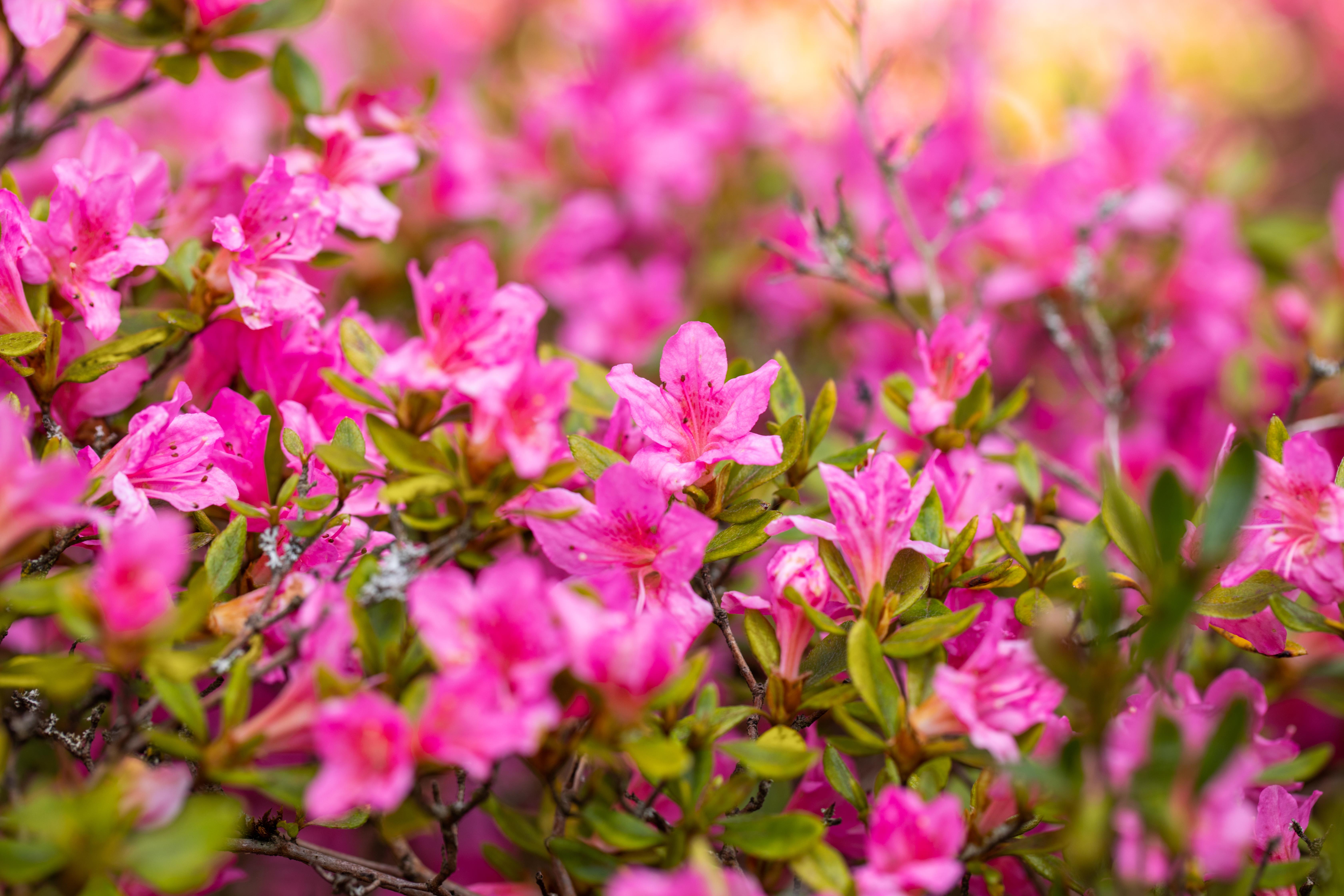 Japanische Azalee 'Petticoat' • Rhododendron obtusum 'Petticoat' Ansicht 3