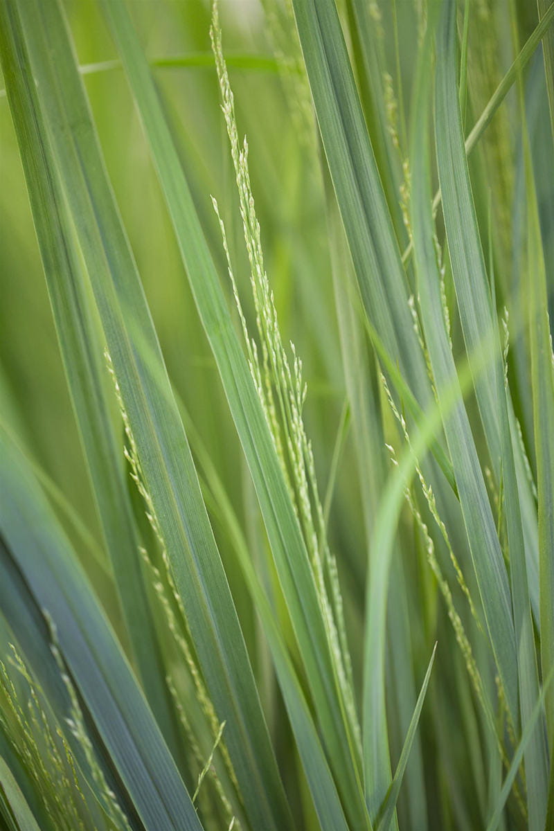 Rutenhirse 'Northwind' • Panicum virgatum 'Northwind' Ansicht 2