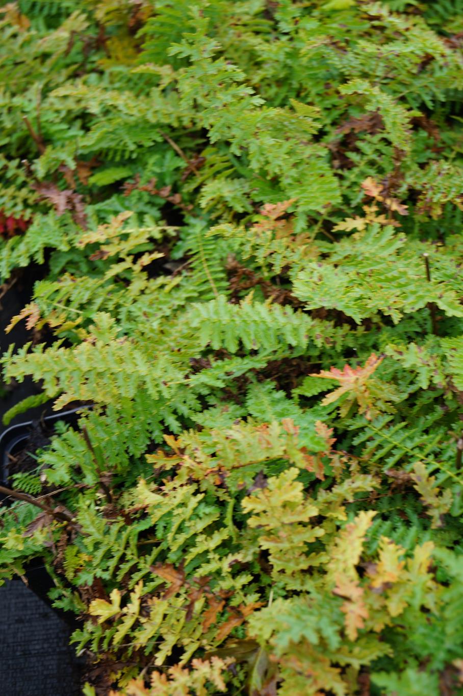 Gefülltblühende Rüsterstaude 'Plena' • Filipendula vulgaris 'Plena' Ansicht 2