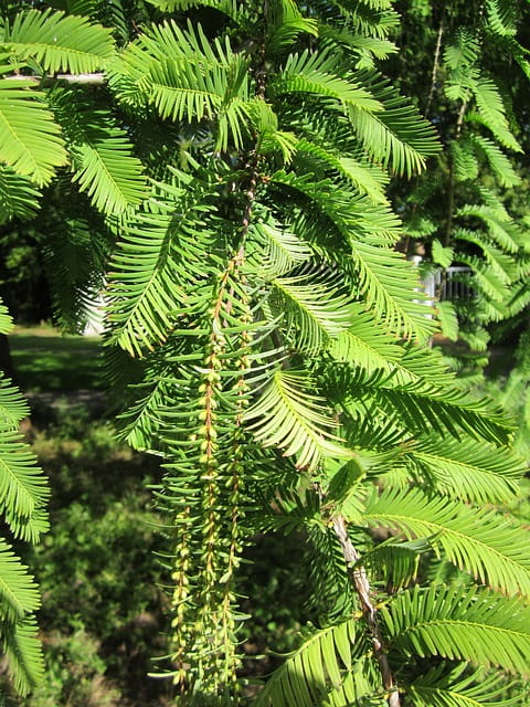 Urwelt-Mammutbaum • Metasequoia glyptostroboides Ansicht 4