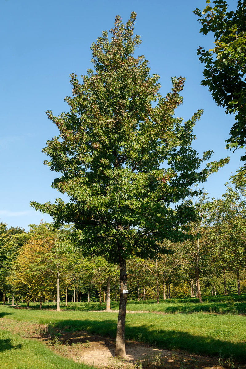 Amerikanischer Amberbaum • Liquidambar styraciflua Ansicht 12
