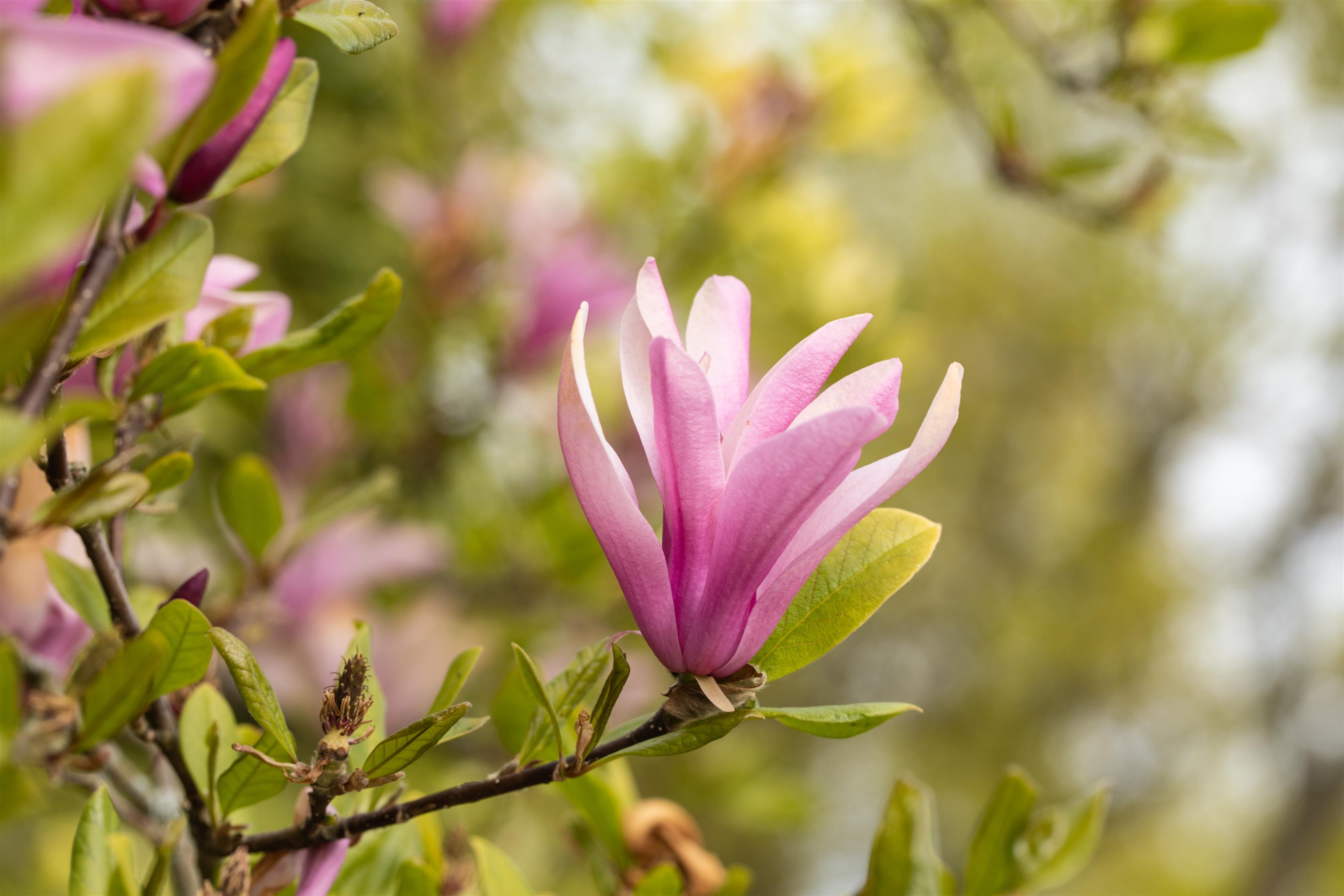 Purpur-Magnolie 'Susan' • Magnolia liliiflora 'Susan' Ansicht 2