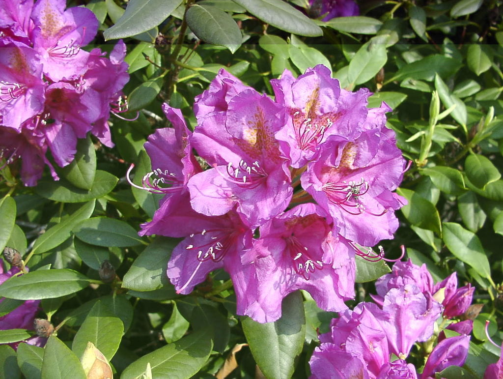 Rhododendron 'Fastuosum Flore Pleno' • Rhododendron Hybride 'Fastuosum Flore Pleno'