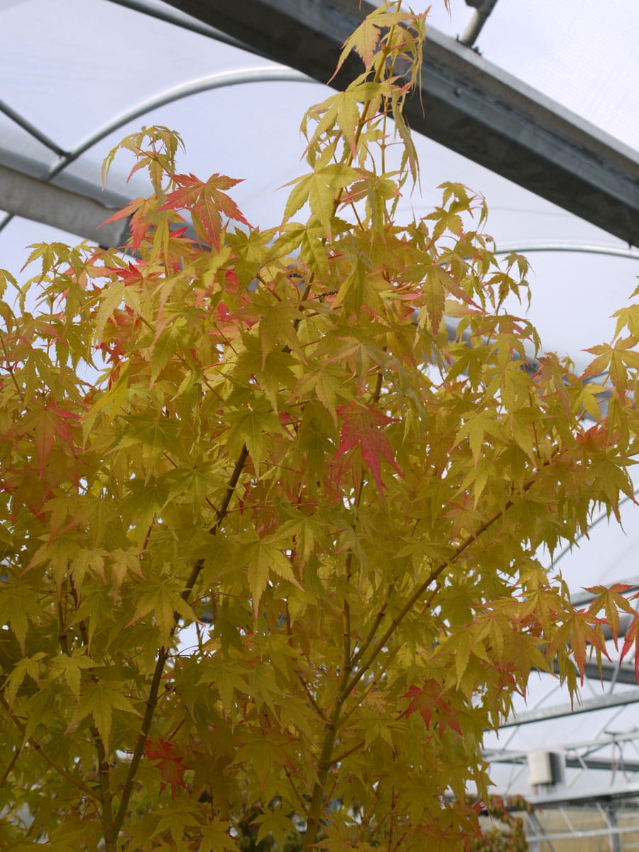Fächerahorn 'Bi-hoo' • Acer palmatum 'Bi-hoo'