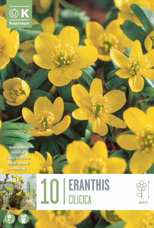 Blumenzwiebel - Eranthis cilicica 10er Packung