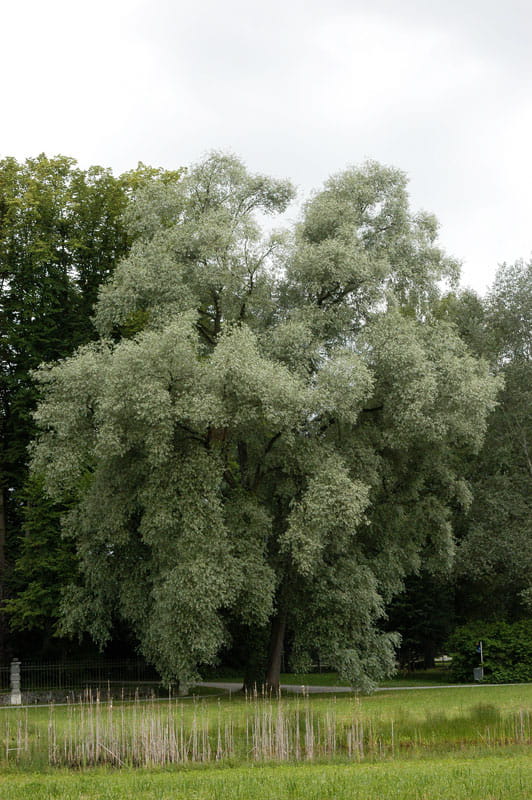 Silberweide • Salix alba Ansicht 1