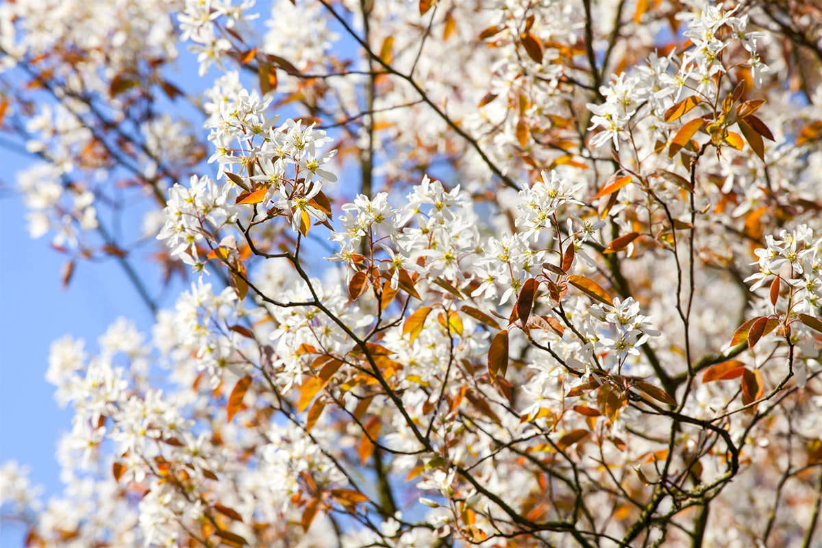 Kategorie <b>Bäume und Sträucher </b> - Kupfer-Felsenbirne • Amelanchier lamarckii