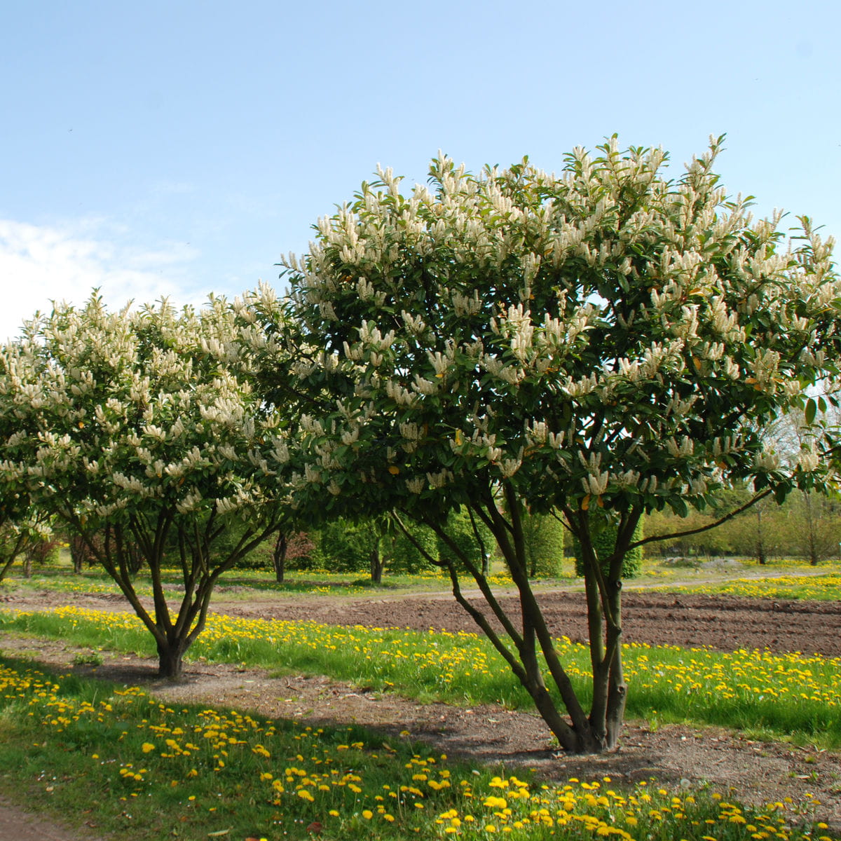 Kirschlorbeer 'Zabeliana' • Prunus laurocerasus 'Zabeliana' Ansicht 3