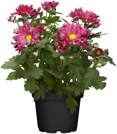 Winteraster 'Herbstkuss' • Chrysanthemum x hort. 'Herbstkuss'