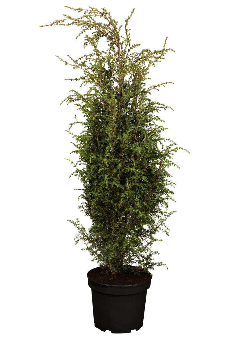 Irischer Säulenwacholder 'Hibernica' • Juniperus communis 'Hibernica' Ansicht 2