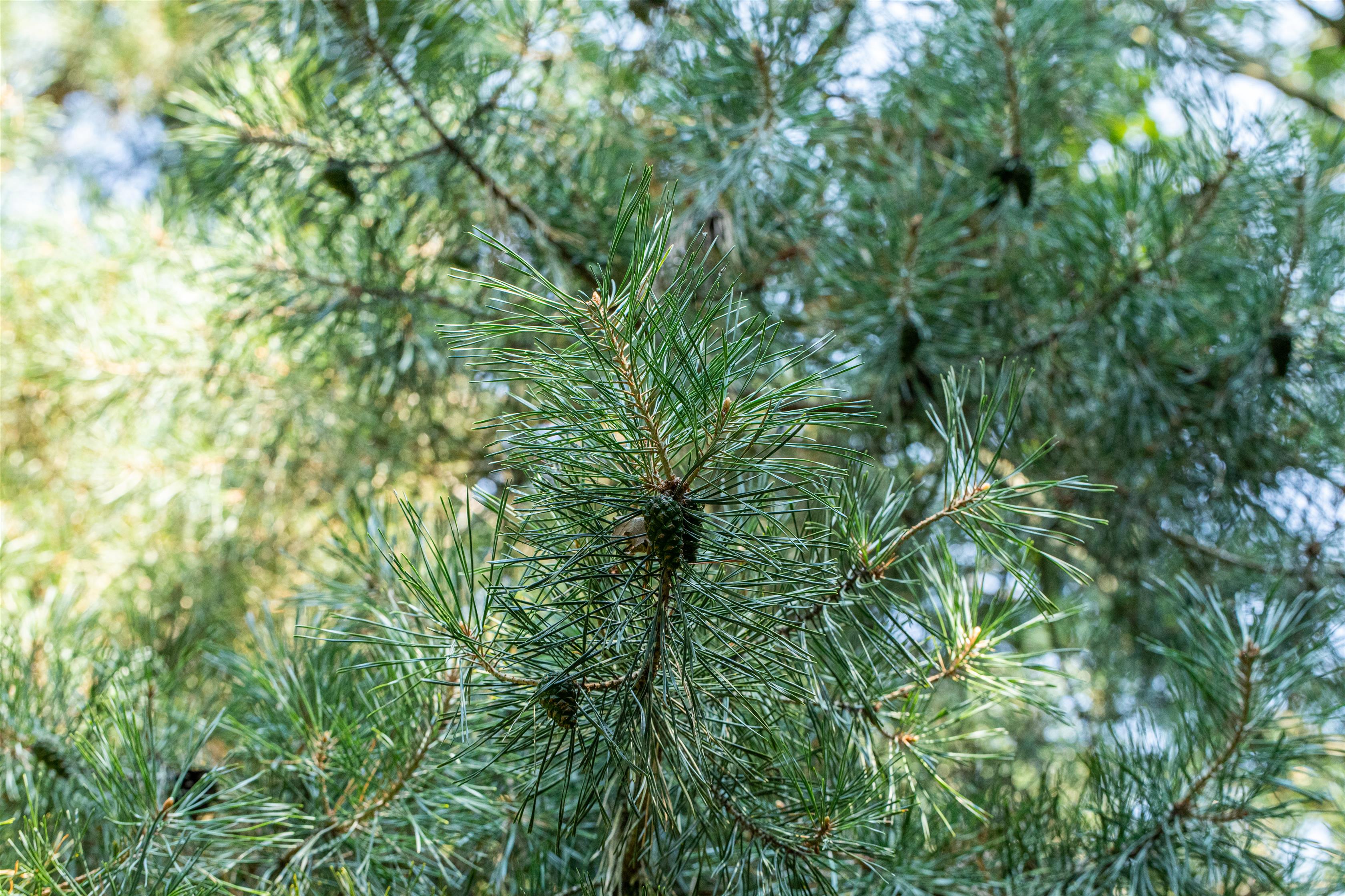 Zirbelkiefer • Pinus cembra Ansicht 3