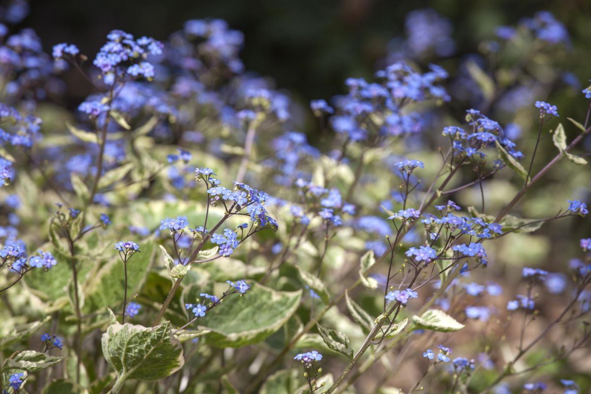 Kaukasusvergissmeinnicht 'Hadspen Cream' • Brunnera macrophylla 'Hadspen Cream' Ansicht 5