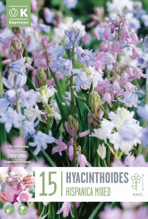 Blumenzwiebel Mix - Hyacinthoides hispanica Mix 15er Packung