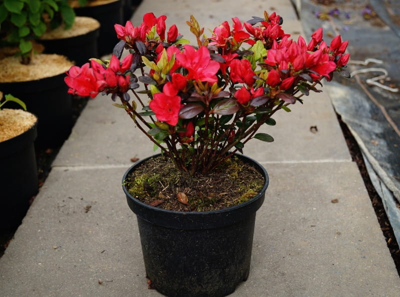 Rhododendron 'Maruschka' • Rhododendron obtusum 'Maruschka' Containerware 20-25 cm hoch, Ansicht 1