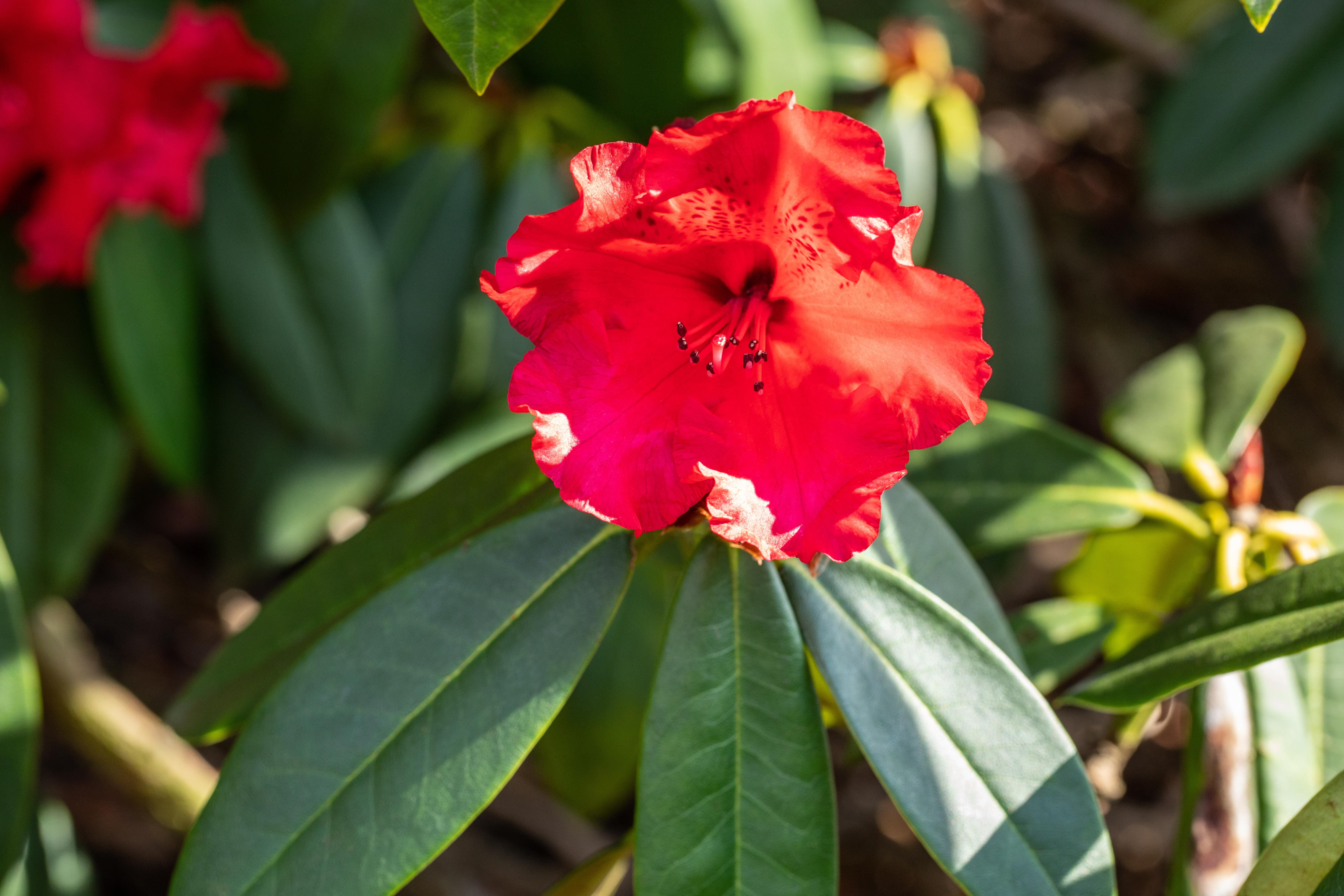 Rhododendron 'Taurus' • Rhododendron Hybride 'Taurus' Ansicht 1