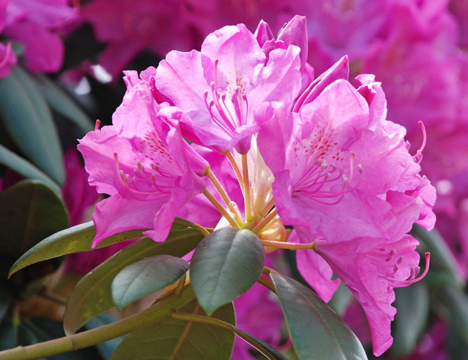 Rhododendron 'Roseum Pink' • Rhododendron Hybride 'Roseum Pink' Ansicht 1