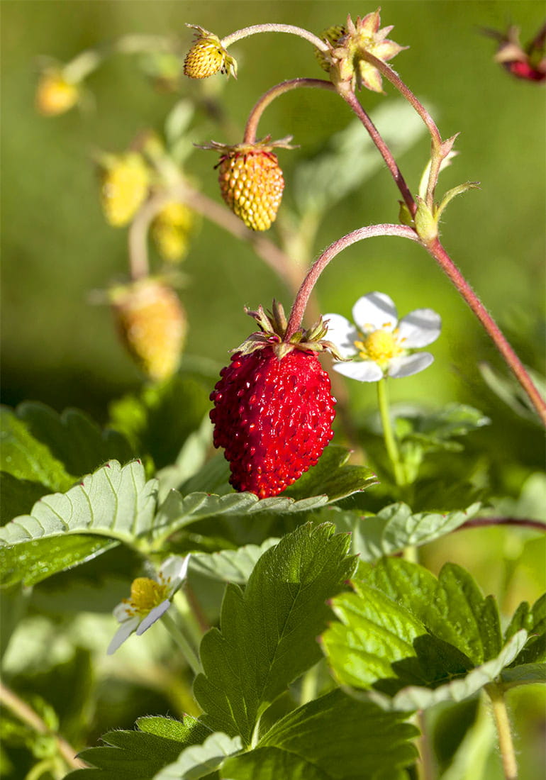 Wald-Erdbeere • Fragaria vesca Ansicht 1
