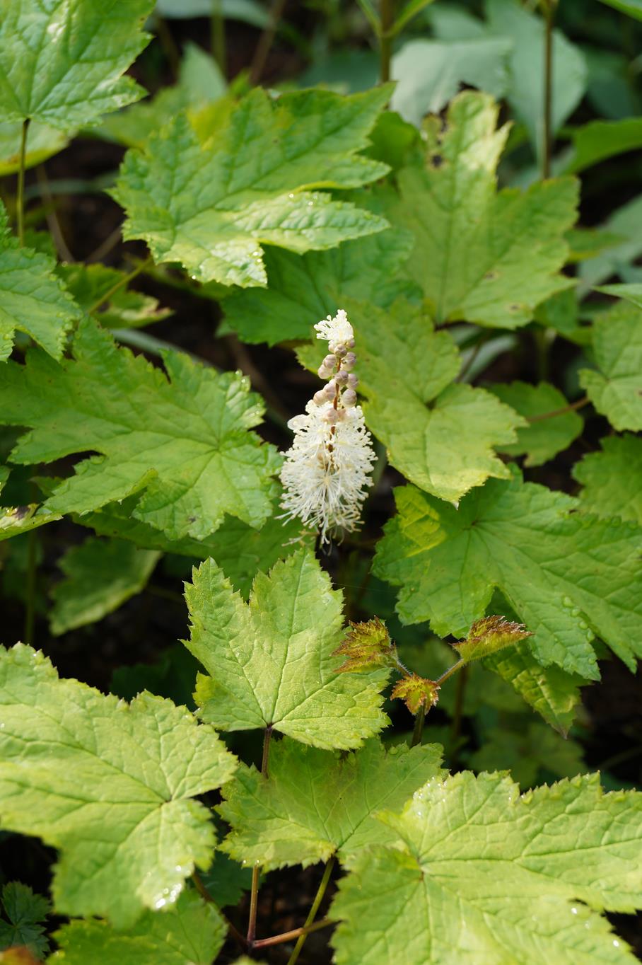 Lanzen Silberkerze • Cimicifuga racemosa var.cordifolia Ansicht 6