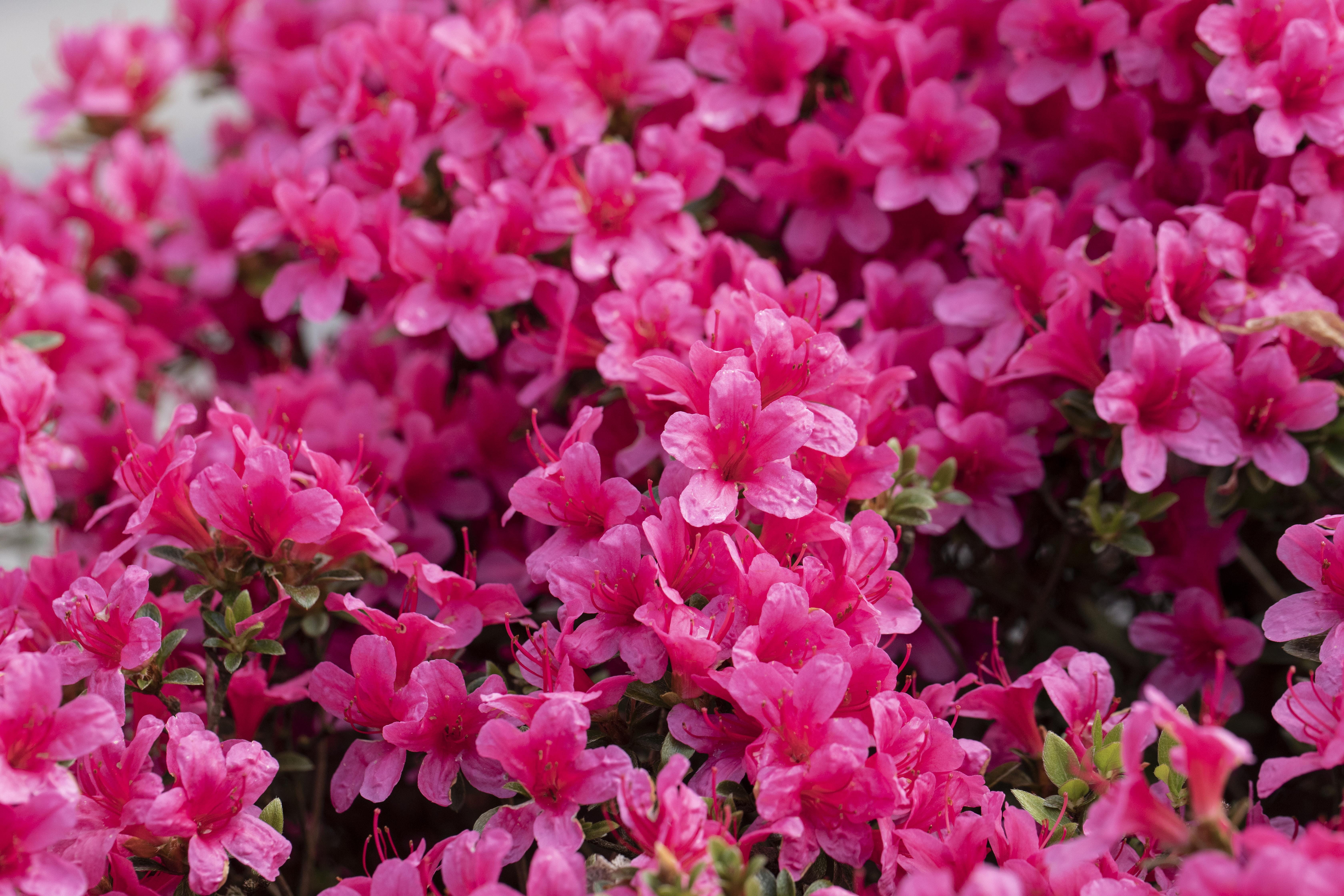 Japanische Azalee 'Michiko' • Rhododendron obtusum 'Michiko'