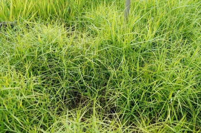Palmwedel-Segge • Carex muskingumensis Ansicht 2