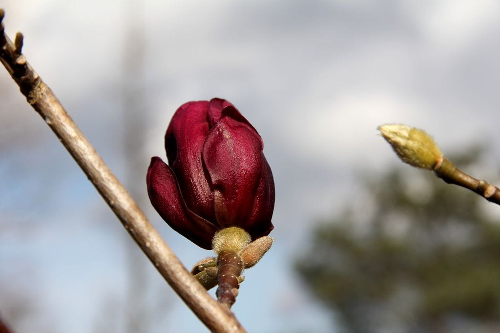 Tulpenmagnolie 'Genie' • Magnolia soulangiana 'Genie' Ansicht 1