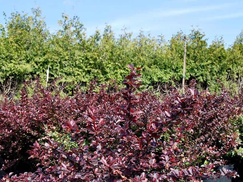 Rote Heckenberberitze 'Atropurpurea' • Berberis thunbergii 'Atropurpurea' Containerware 80-100 cm hoch, Solitärpflanze Ansicht 2