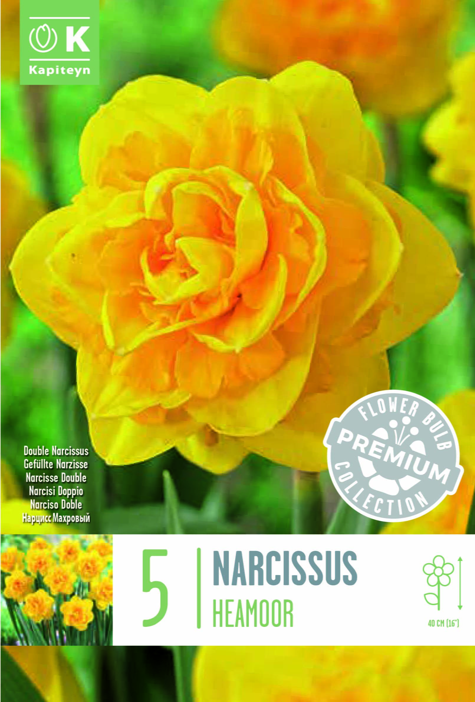 Blumenzwiebel - Narcissus 'Heamoor' 5er Packung