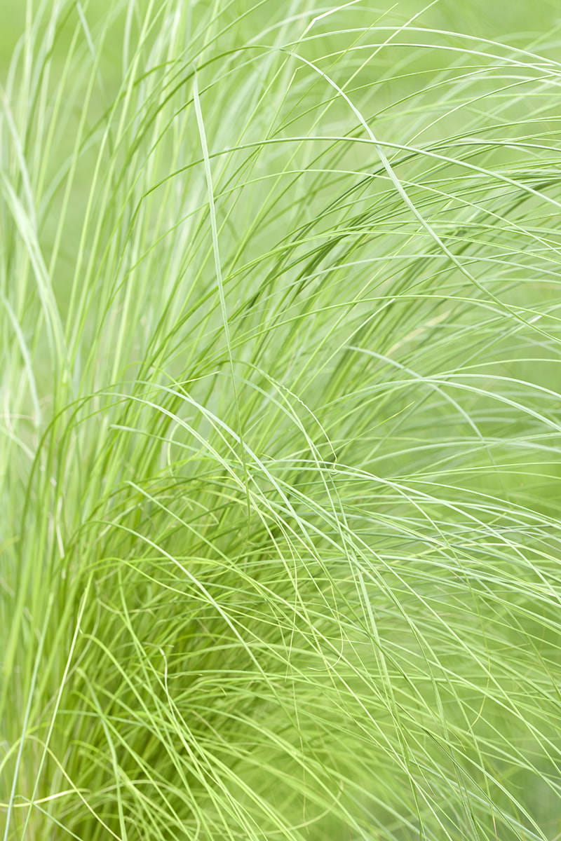 Zartes Federgras 'Ponytails' • Stipa tenuissima 'Ponytails' Ansicht 1