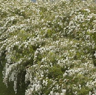 Heckenspiere/ Prachtspiere • Spiraea vanhouttei Ansicht 4