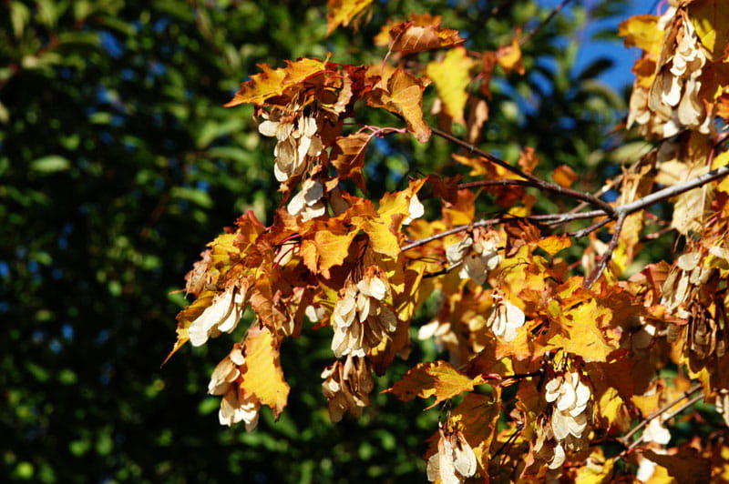 Feuerahorn • Acer ginnala