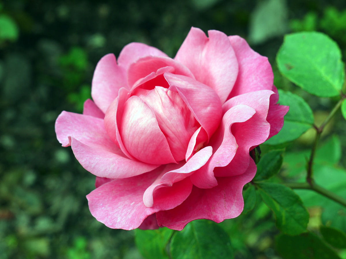 Beetrose 'Play Rose' • Rosa 'Play Rose' Ansicht 1