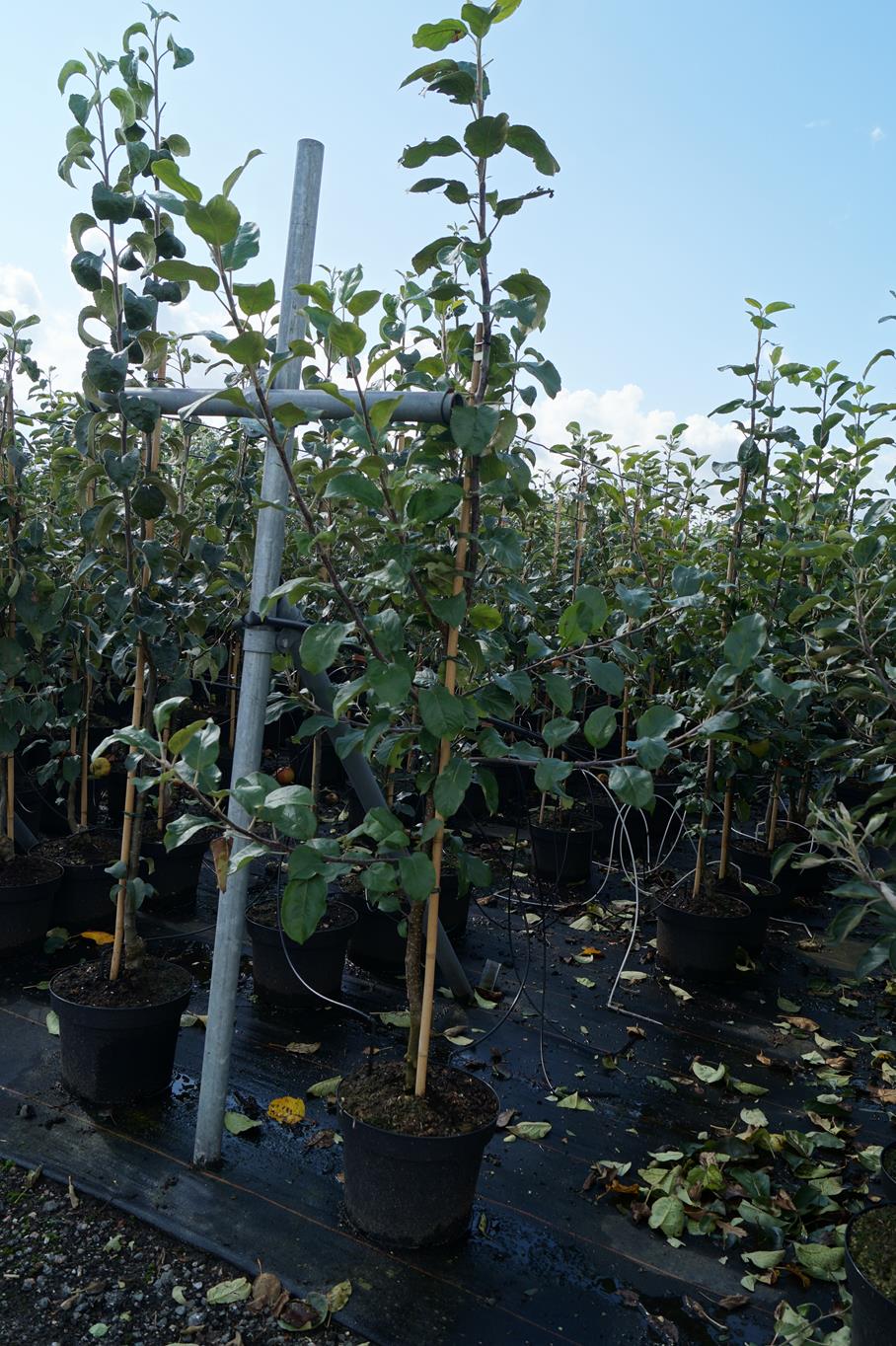 Apfel 'Santana' • Malus 'Santana' Containerware Halbstamm Ansicht 6