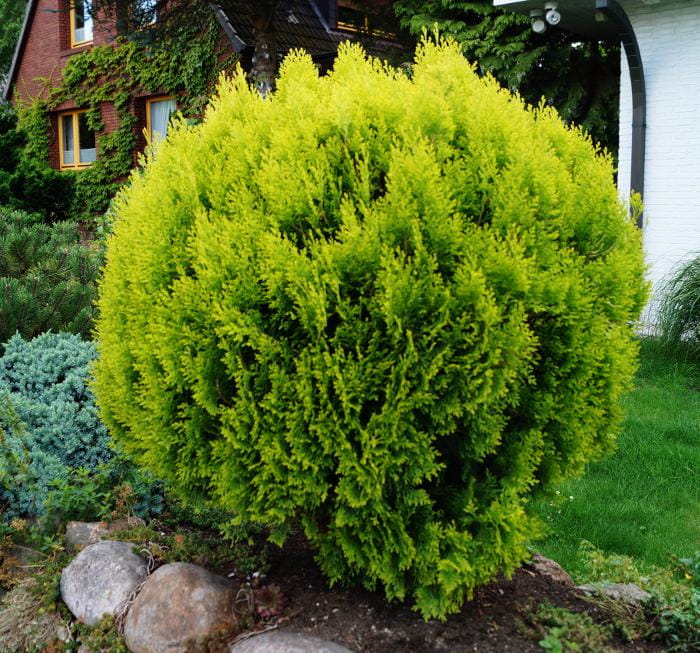 Zwergiger Kugel-Lebensbaum 'Danica' • Thuja occidentalis 'Danica' Ansicht 3