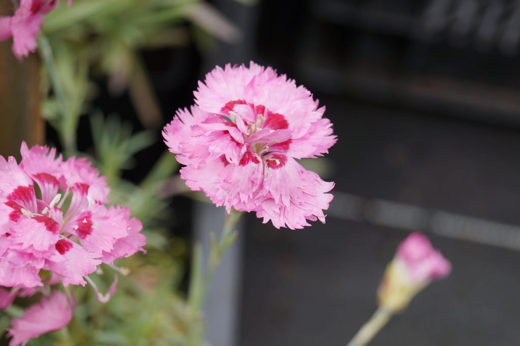Feder-Nelke Maggie • Dianthus plumarius Maggie Ansicht 3 Feder-Nelke Maggie • Dianthus plumarius Maggie Ansicht 3