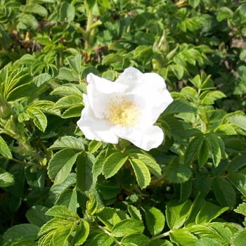 Weiße Kartoffel- / Apfelrose • Rosa rugosa 'alba' Ansicht 3