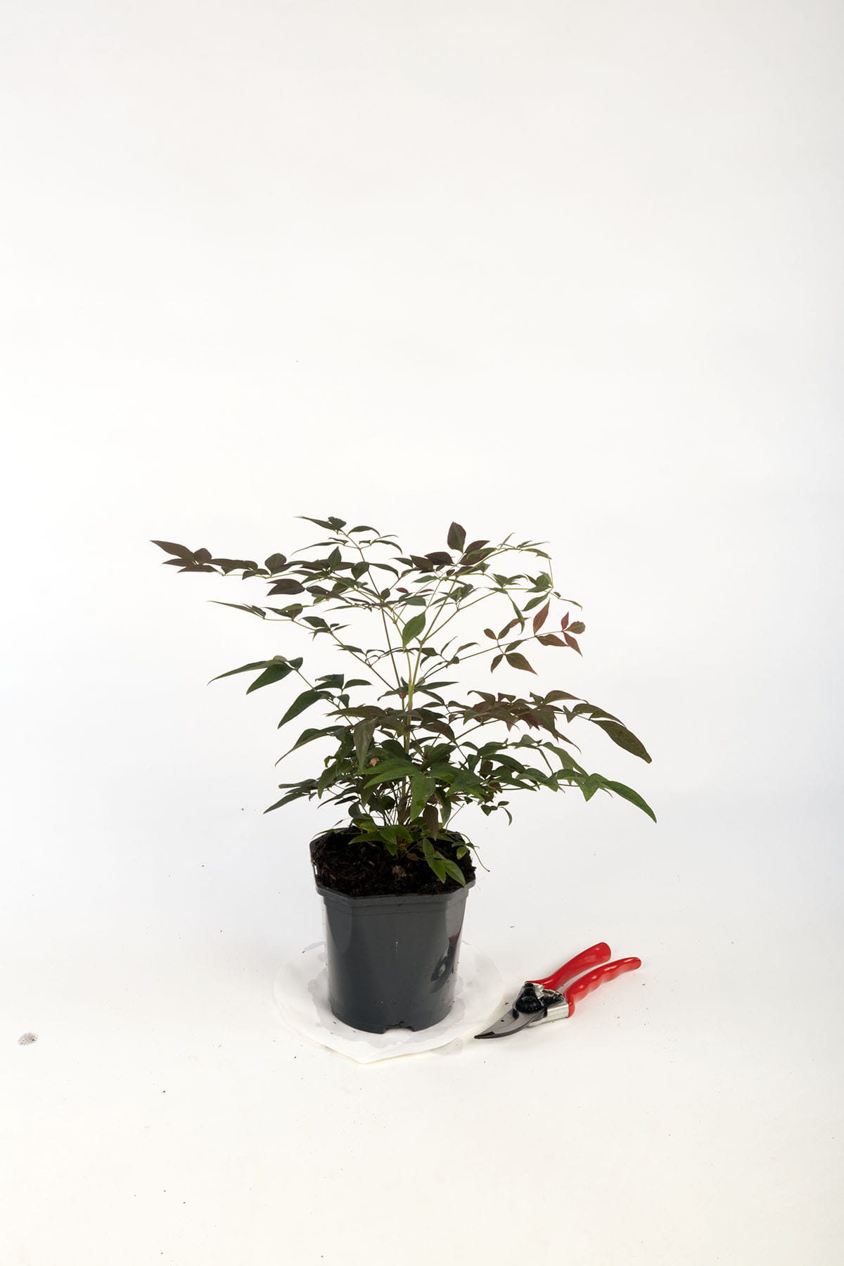 Heiliger Bambus 'Obsessed' • Nandina domestica 'Obsessed' Containerware 20-30 cm hoch Ansicht 1