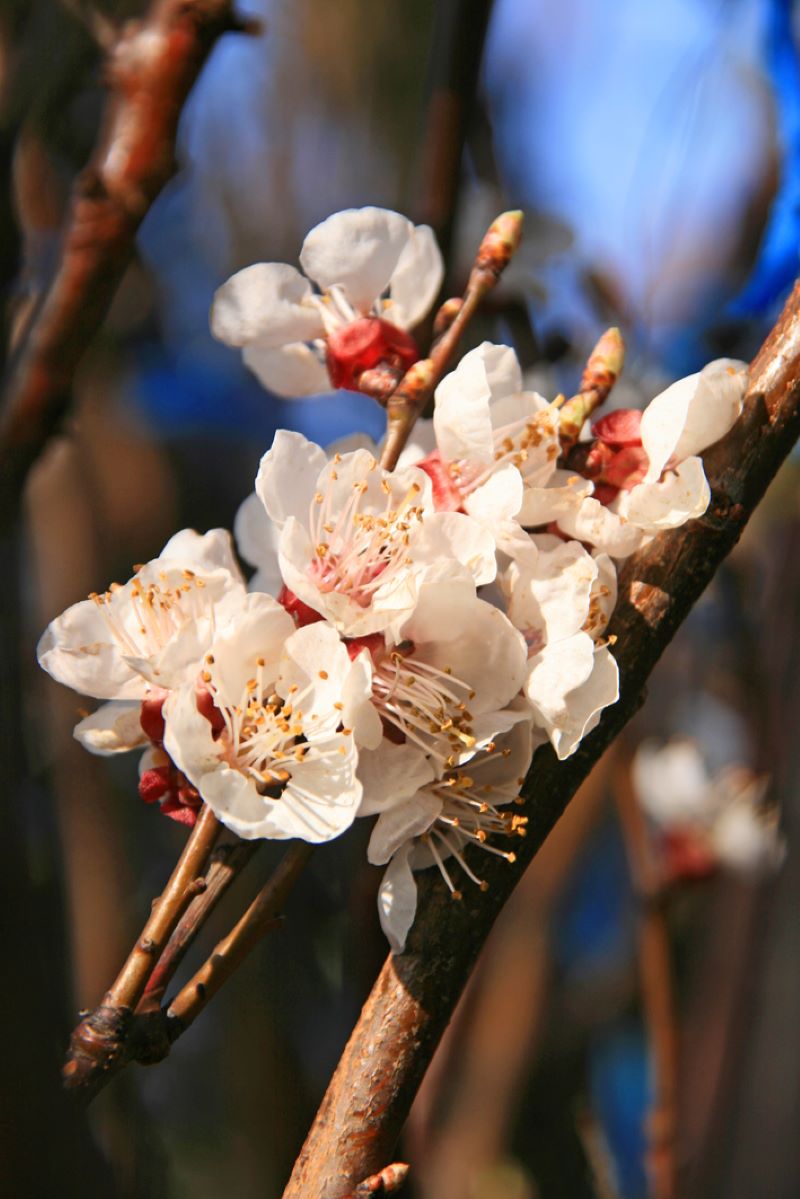 Aprikose Mombacher Frühaprikose • Prunus armeniaca Mombacher Frühaprikose Ansicht 2