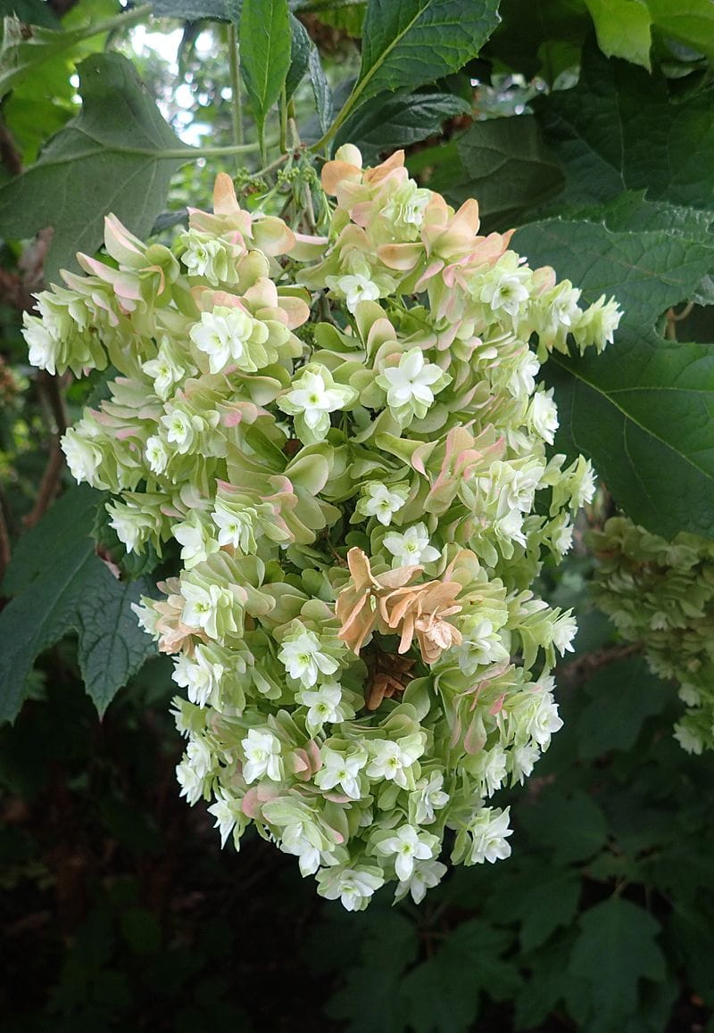 Eichenblatthortensie 'Snowflake' • Hydrangea quercifolia 'Snowflake'