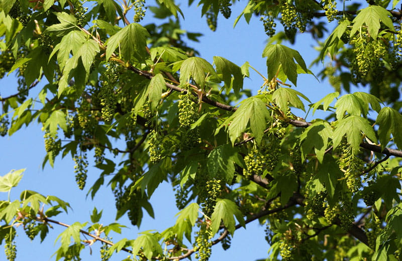 Berg-Ahorn • Acer pseudoplatanus